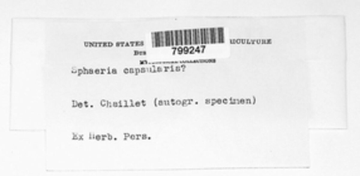 Sphaeria capsularis image